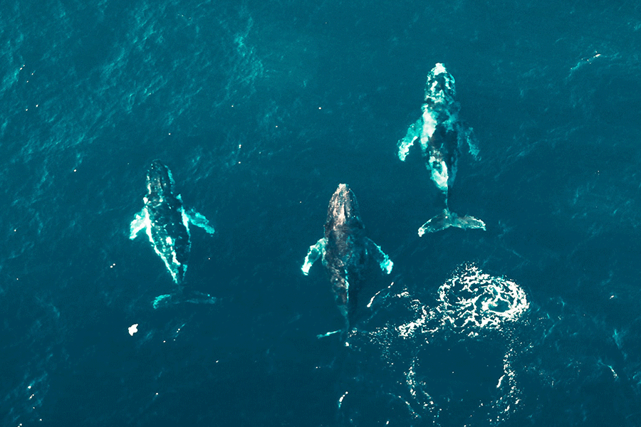 Whales & Dolphine Watching In Mirissa