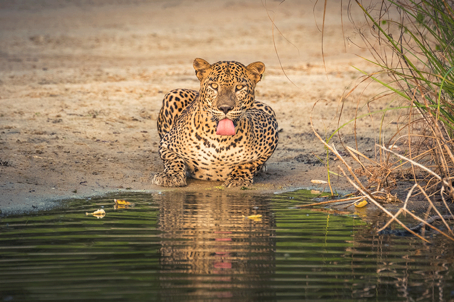 Leopard Trails – Leopard Watching in Yala National Park