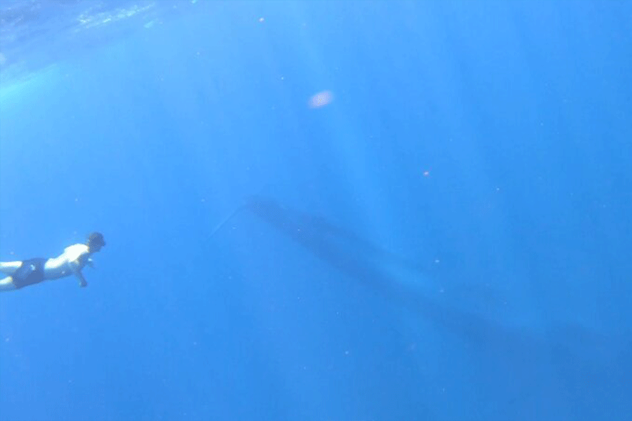 Snorkeling with Whales in Mirissa