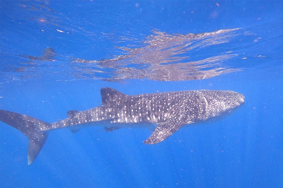 Snorkeling with Whales in Mirissa