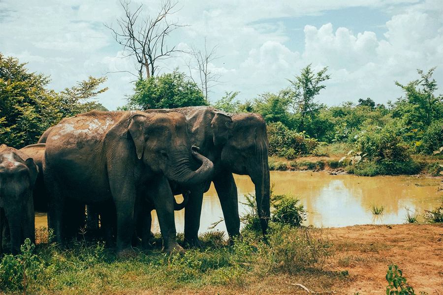 Udawalawe National Park Private Safari – Elephant Watching