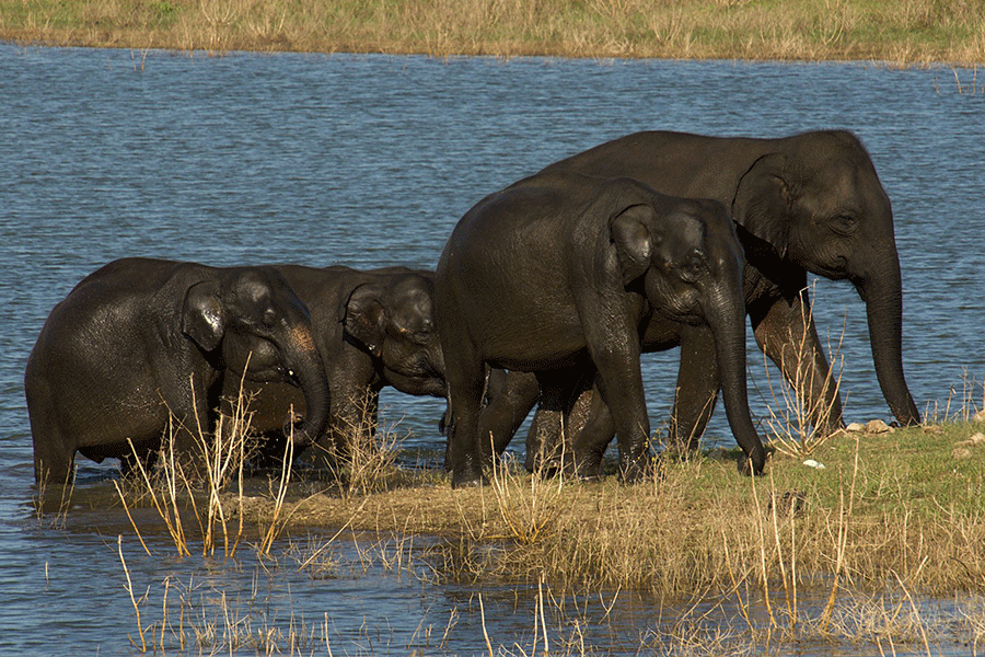 Udawalawe National Park Private Safari – Elephant Watching