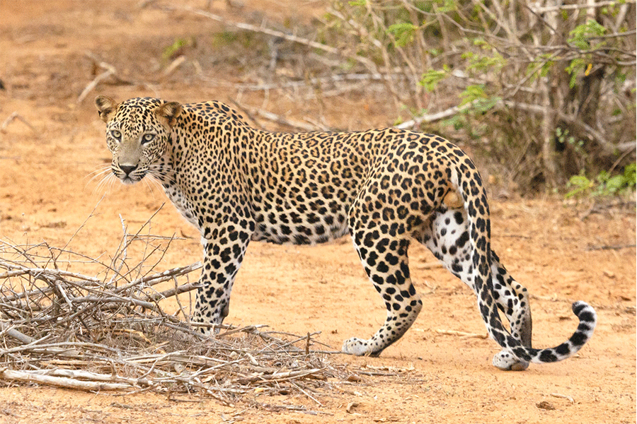 Leopard Trails – Leopard Watching in Yala National Park